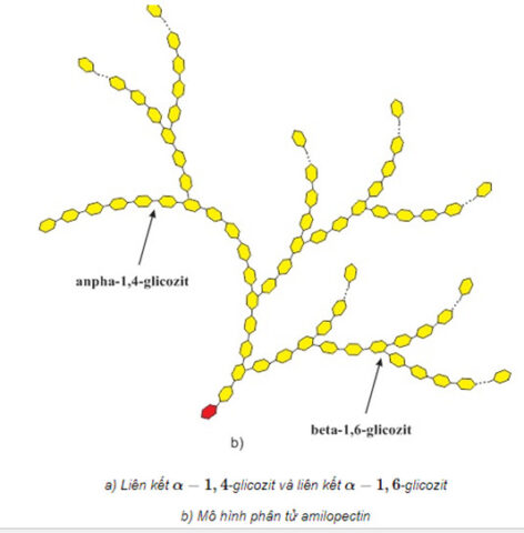 Chi tiết liên kết alpha-1,6 glycosidic tạo nhánh trong công thức cấu dạng amylopectin