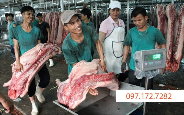 Công thức tính trọng lượng heo hơi qua đo đạc