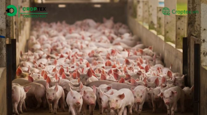 Thiết kế chuồng nuôi lợn với diện tích hợp lý