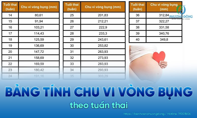 Bảng tham khảo các chỉ số siêu âm thai nhi, bao gồm công thức tính cân nặng thai nhi trên siêu âm và chu vi vòng bụng theo tuần