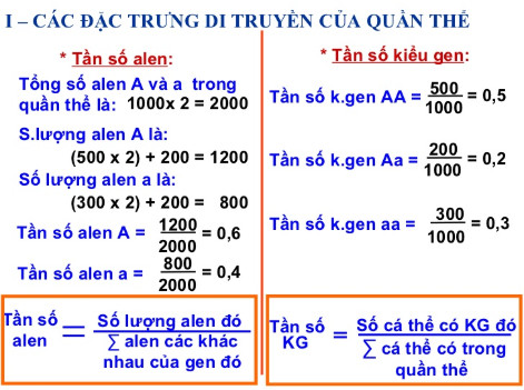 Biểu đồ minh họa công thức tính tần số alen trong quần thể