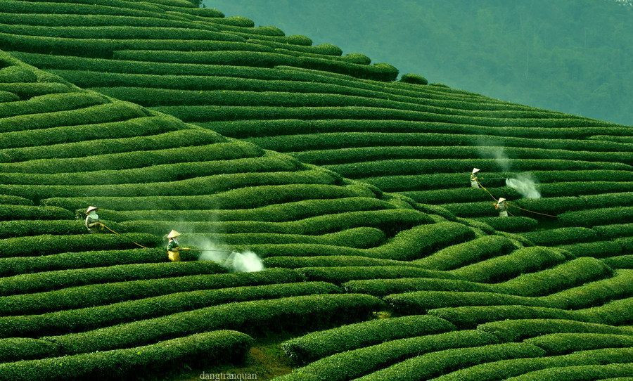 Cảnh quan hùng vĩ của vùng chè Tây Bắc Việt Nam