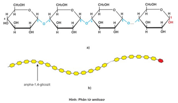 Cấu trúc chuỗi thẳng của amylose, một thành phần quan trọng trong công thức hóa học tinh bột.