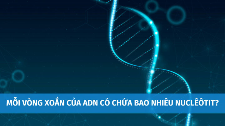 Cấu trúc xoắn kép của phân tử ADN với các cặp bazơ