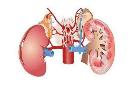 Cơ chế lọc máu và vai trò của cầu thận trong chức năng thận