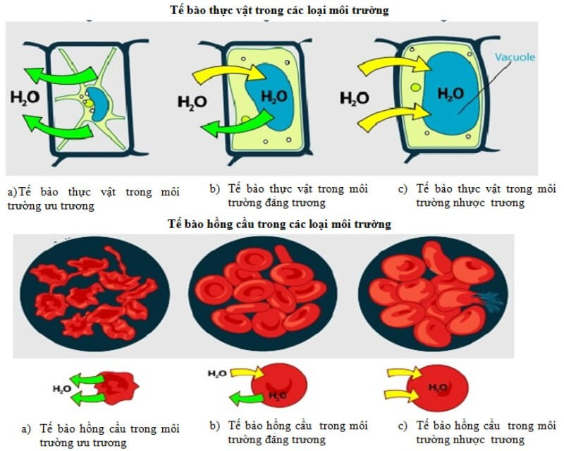 Dung dịch ưu trương