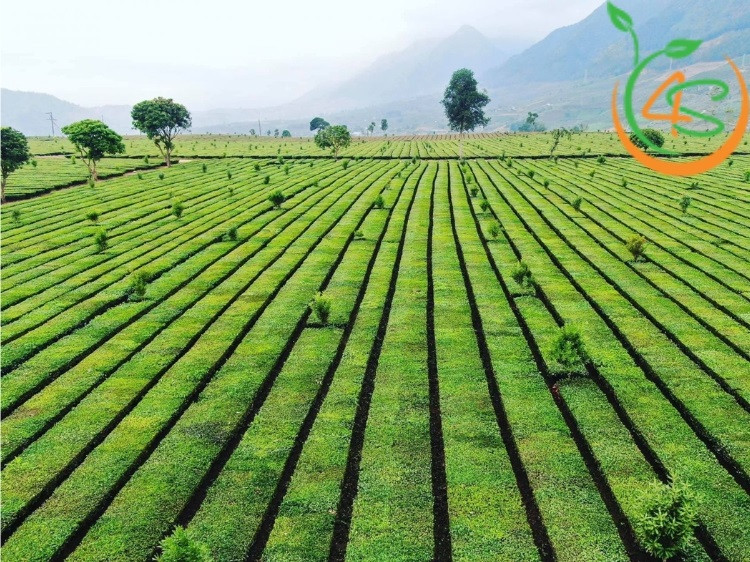 Hình ảnh minh họa bố trí hàng kép giúp tối ưu diện tích trồng và số lượng cây