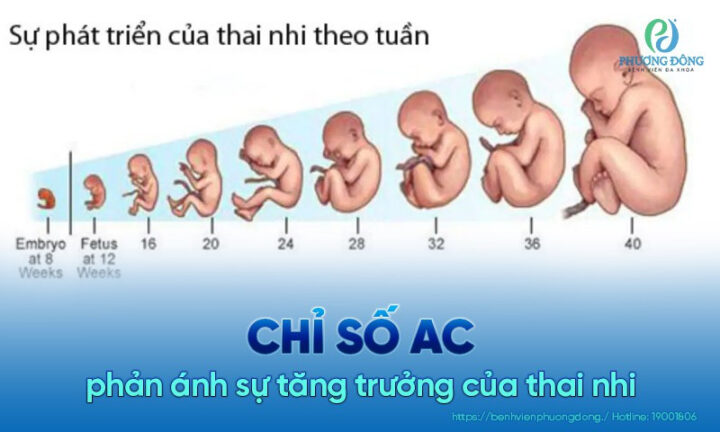 Hình ảnh siêu âm hiển thị chỉ số AC, phản ánh sự phát triển của thai nhi và hỗ trợ công thức tính cân nặng thai nhi trên siêu âm