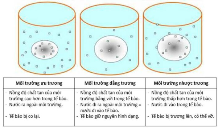 Khái niệm áp suất thẩm thấu