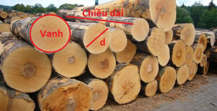 Minh họa cách đo vanh và chiều dài để tính mét khối gỗ tròn một cách chính xác