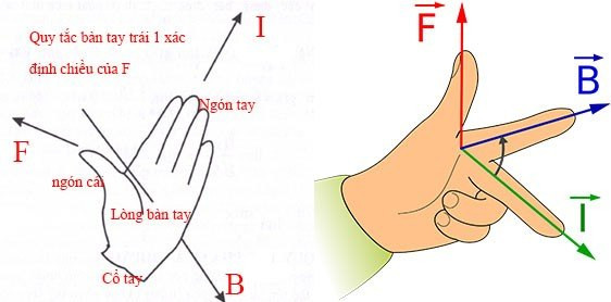 Minh họa quy tắc bàn tay trái, xác định lực từ tác động lên dòng điện (i)