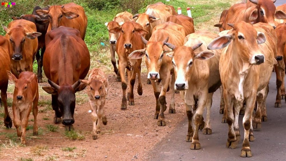Mô hình chăn nuôi gia súc lớn tại vùng nông nghiệp huyện Sơn Động