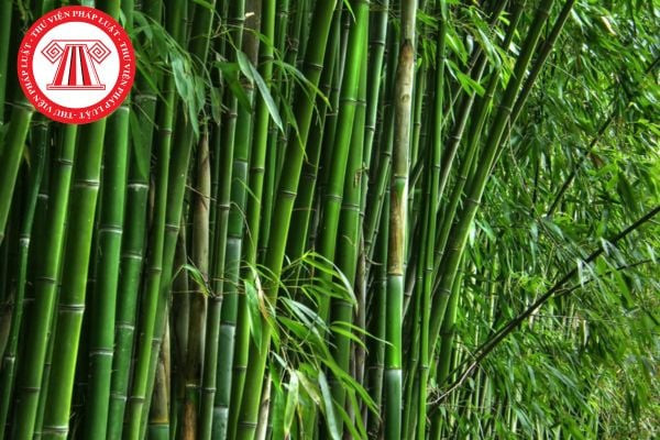 Mô tả hình ảnh cây tre đã được cắt ngang, minh họa cho việc áp dụng công thức tính diện tích mặt cắt ngang trong nghiên cứu vật liệu và xác định ứng suất nén.