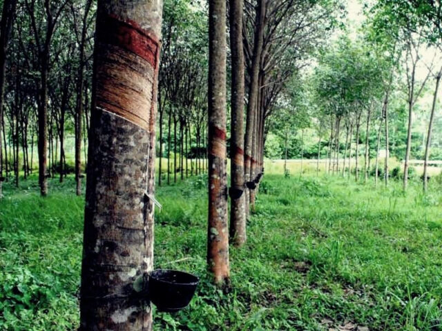 Một rừng cây cao su xanh tốt, minh họa cho các khu vực có diện tích trồng cao su lớn nhất tại Việt Nam