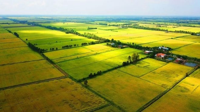 Tính diện tích đất ruộng hiệu quả