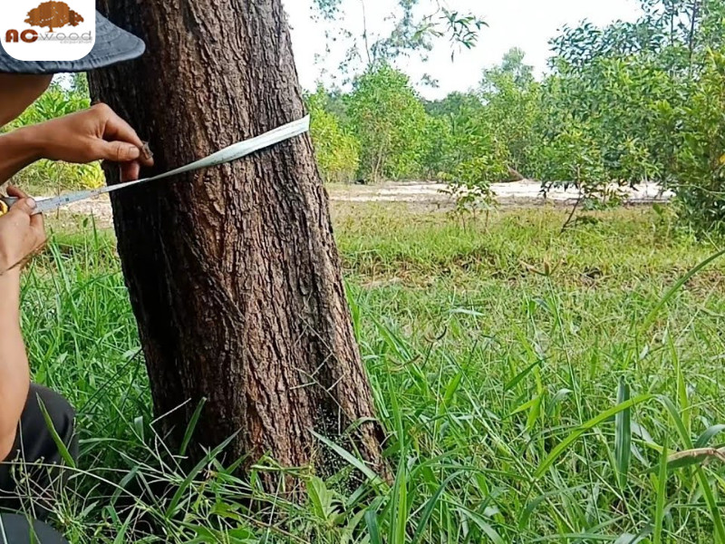 Ước tính khối gỗ tròn khi cây còn đứng
