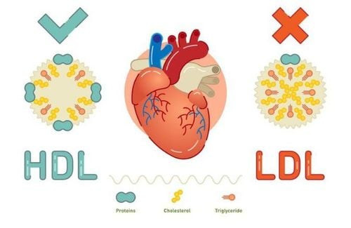 Xác định chỉ số LDL cholesterol và HDL cholesterol qua xét nghiệm máu